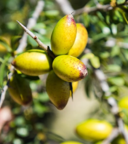 Hyaluronic Acid Derivative and Argan Oil