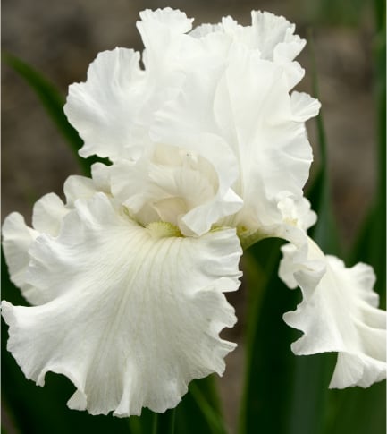 Extrait de racine d'iris