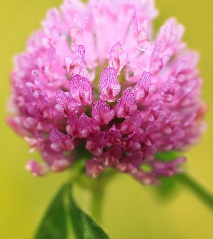 EXTRAIT DE FLEUR DE TRIFOLIUM PRATENSE