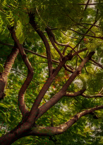 NEW Silk tree extract