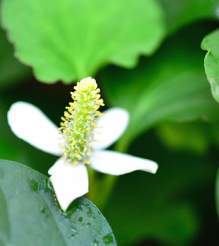 extrait de Houttuynia cordata
