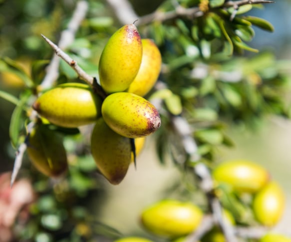 HUILE D’ARGAN DE QUALITÉ PREMIUM