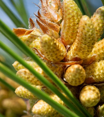 PINUS SYLVESTRIS CONE EXTRACT