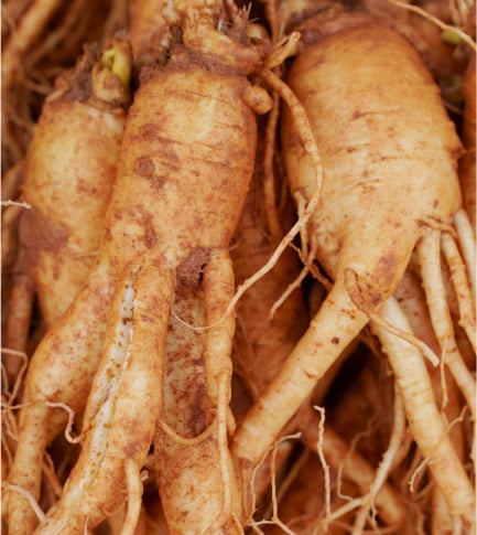 Ginseng and Wild Rose Extract