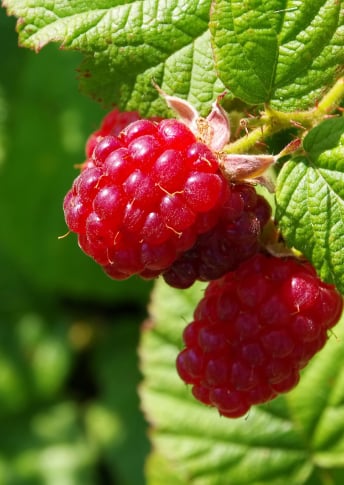 Raspberry Leaf Extract