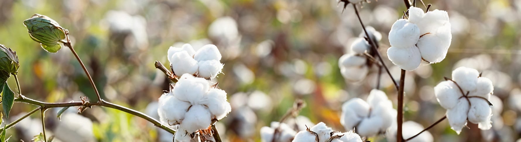 Les cotons
