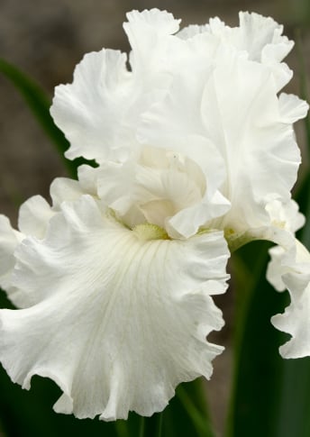 Extrait de racine d'iris