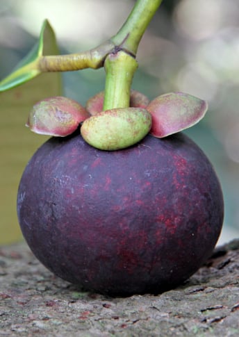 Extrait de mangoustan