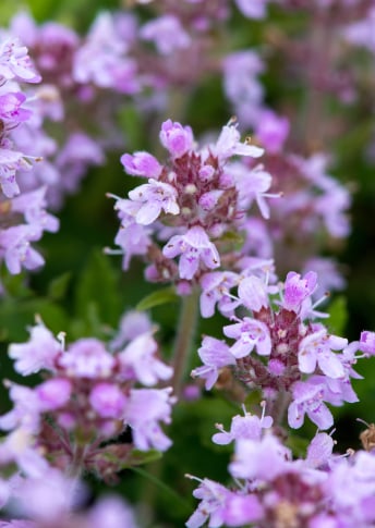 Adaptable Innershield Technology with Moroccan Thyme Extract