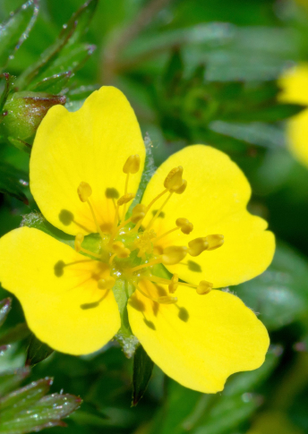 Multi-Botanic Infusion