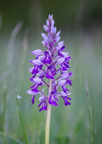 extrait de racine de Scutellaria baicalensis
