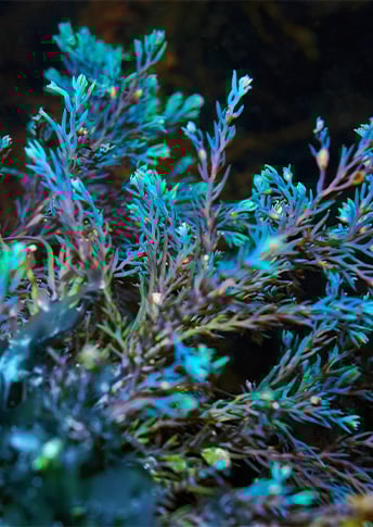 LUMINOUS ALGAE EXTRACT