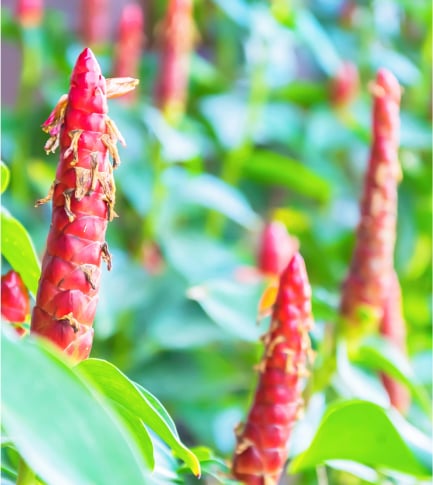 Extrait de Zingiber Aromaticus