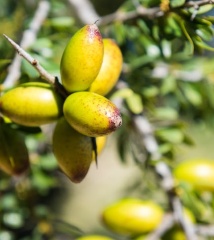 HUILE D’ARGAN DE QUALITÉ PREMIUM