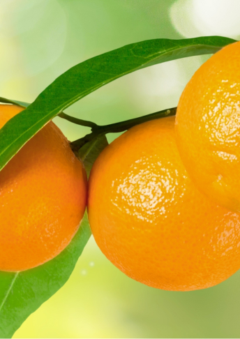 Extrait de pelure de Citrus unshiu