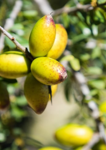 Huile de camélia et huile d'argan