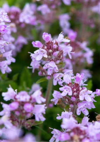 Adaptable Innershield Technology with <br>Moroccan Thyme Extract