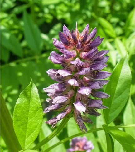 Licorice Root Extract