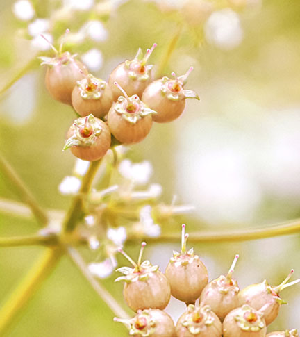 CONCENTRÉ BOTANIQUE DORÉ