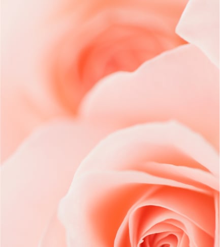 Bulgarian Rose Moisturizing Complex